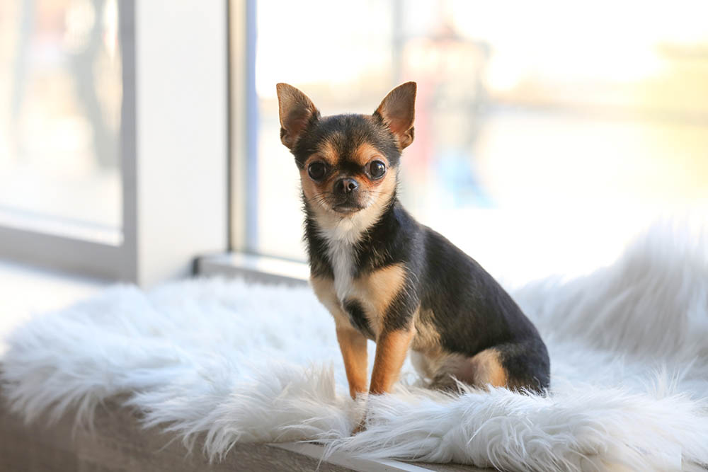 Why does my Chihuahua shake — small Chihuahua trembling shaking explained normal causes and warning signs Chihuvas Michigan AKC breeder guide