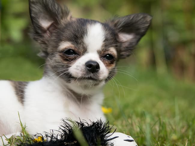 Chihuahua puppy care first 30 days — tiny Chihuahua puppy in new home Michigan Chihuvas AKC breeder new puppy guide