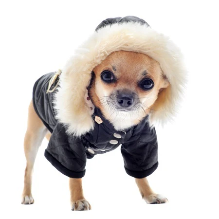 Chihuahua warm in winter wearing a fleece-lined coat outdoors in cold weather showing proper winter protection for small dogs