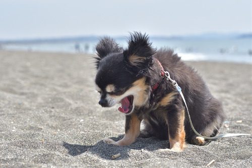 Chihuahua reverse sneezing showing a chihuahua with its head extended during a reverse sneeze episode with an owner gently comforting the dog