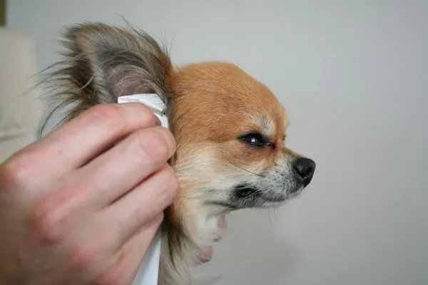 Chihuahua grooming guide — smooth coat and long coat Chihuahua brushing technique tools Michigan Chihuvas AKC breeder care guide