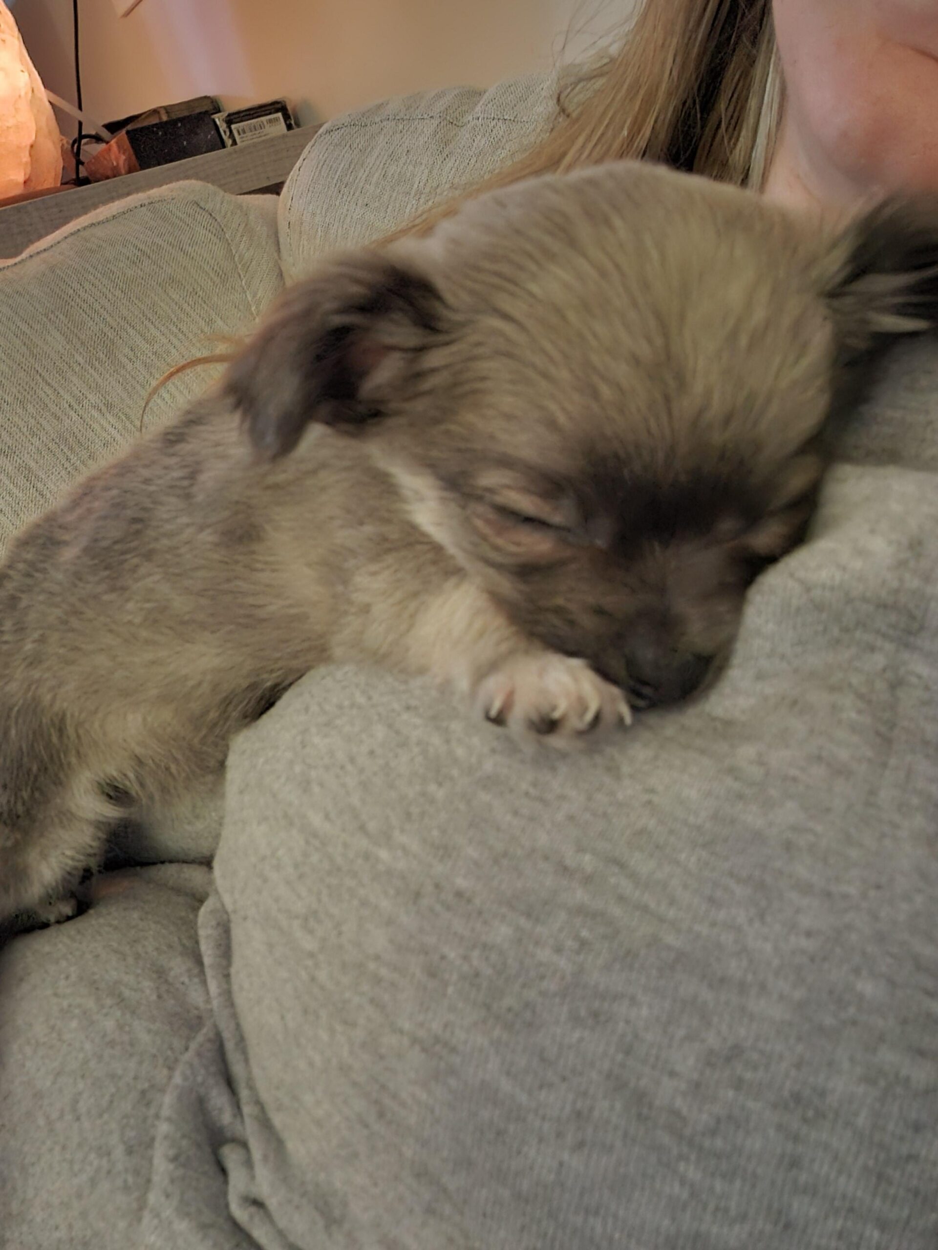 First night with a chihuahua puppy showing a tiny chihuahua puppy settled in a cosy crate with soft blankets next to the owner's bed
