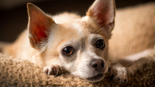 Chihuahua health problems guide — healthy Chihuahua at vet check-up Michigan Chihuvas AKC-registered breeder common health issues