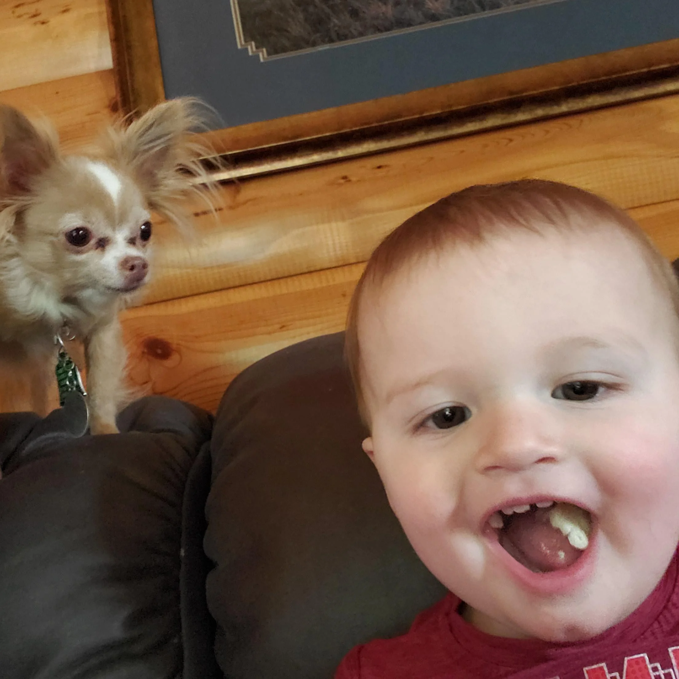 Are Chihuahuas good with kids — gentle child sitting calmly with small Chihuahua puppy Michigan Chihuvas AKC breeder