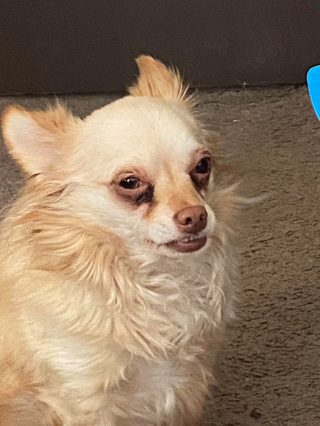 Chihuahua anxiety signs — anxious Chihuahua displaying stress body language Michigan Chihuvas AKC breeder behaviour guide