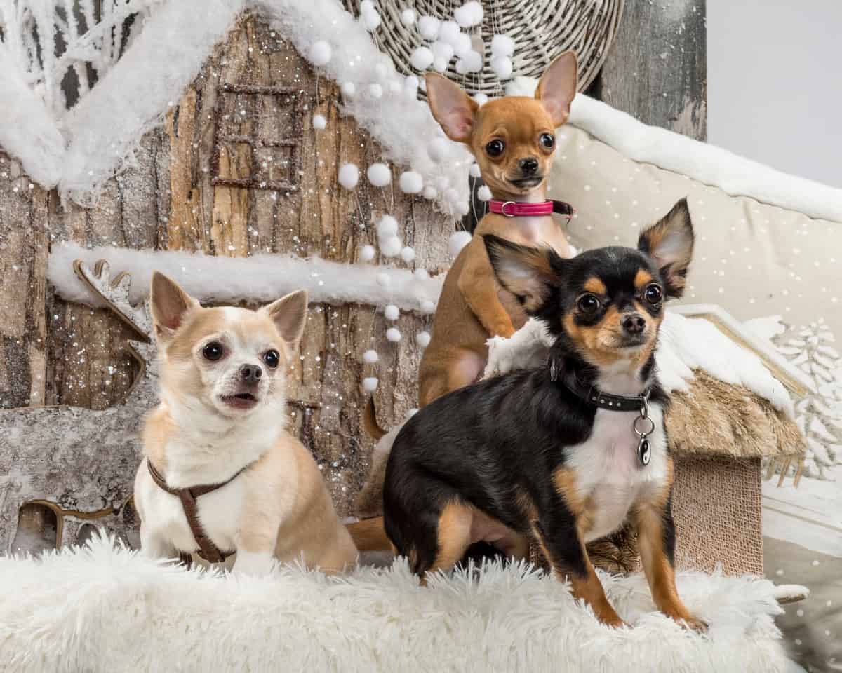 How much does a chihuahua cost showing a healthy chihuahua puppy from a reputable breeder with pricing and expense breakdown for new owners