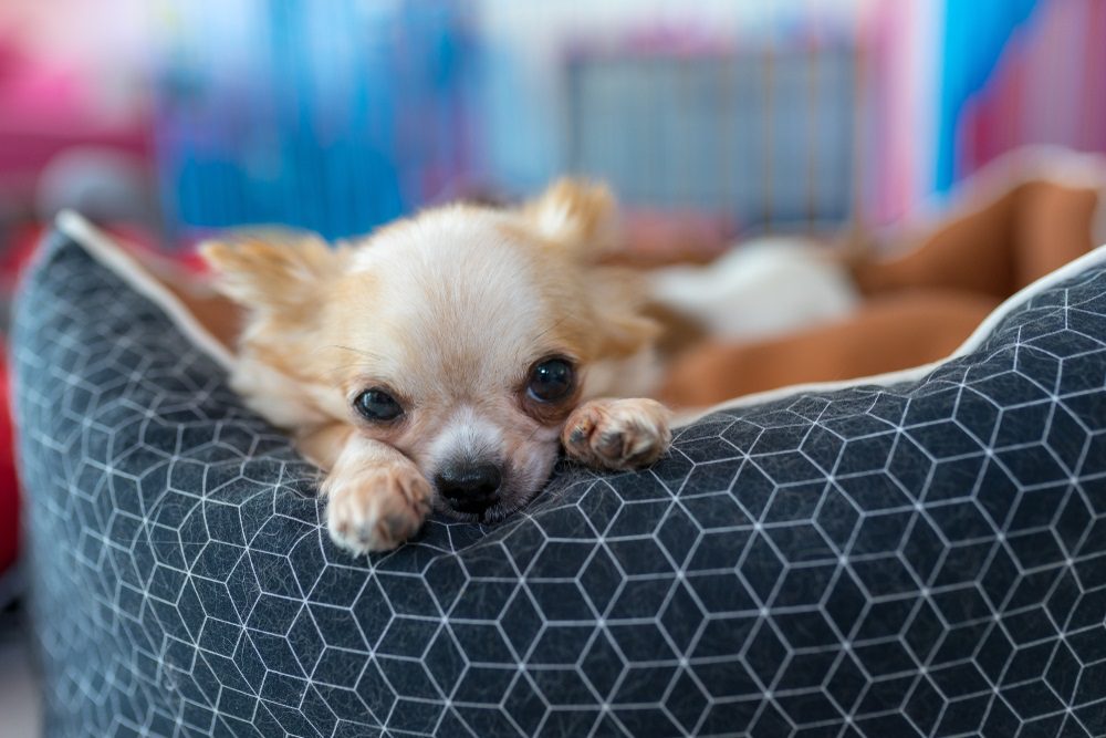 Chihuahuas left alone showing a chihuahua resting calmly in a safe crate environment while the owner is away from home