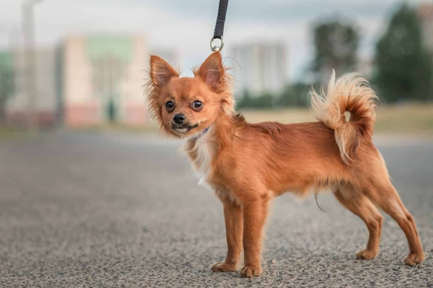 Chihuahua exercise guide — small Chihuahua on leash enjoying daily walk Michigan Chihuvas AKC breeder fitness activity
