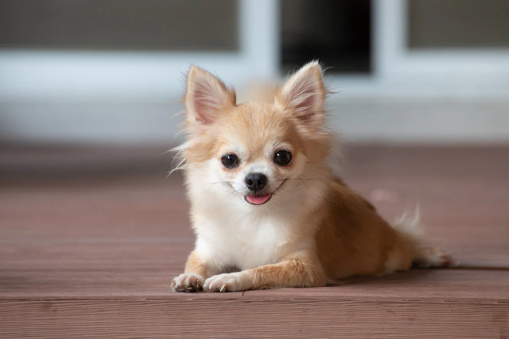 Chihuahua puppy food being served in a small bowl to a young chihuahua puppy showing correct portion size for a tiny breed