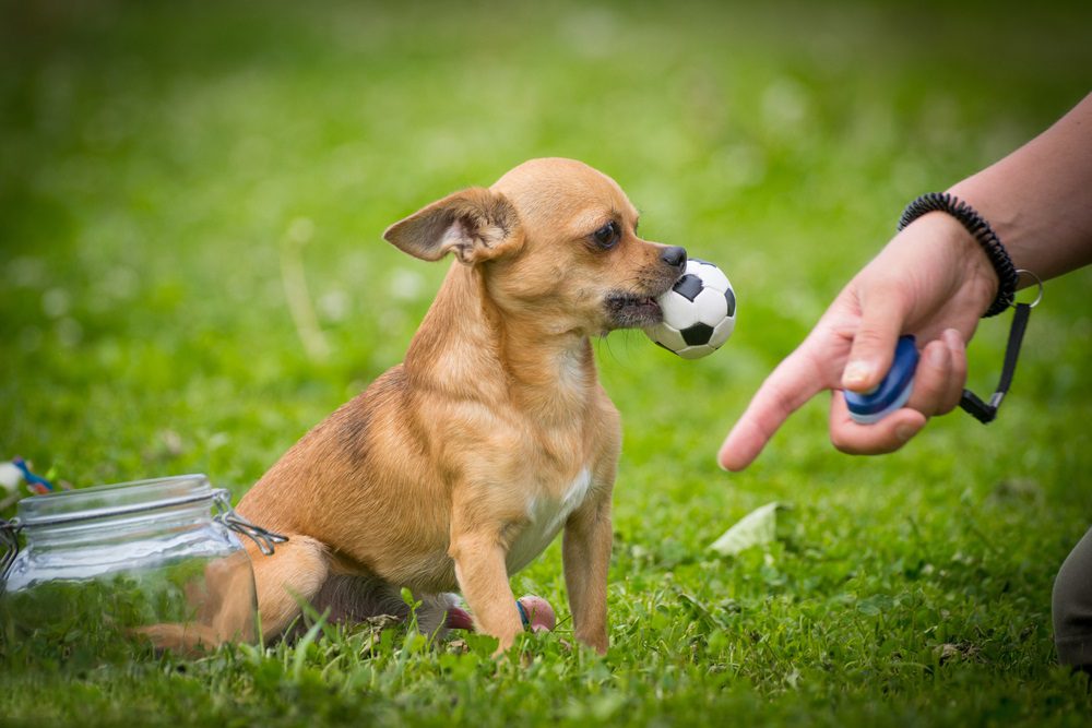 Chihuahua training tips — small Chihuahua sitting on command receiving treat reward positive reinforcement Michigan Chihuvas AKC breeder