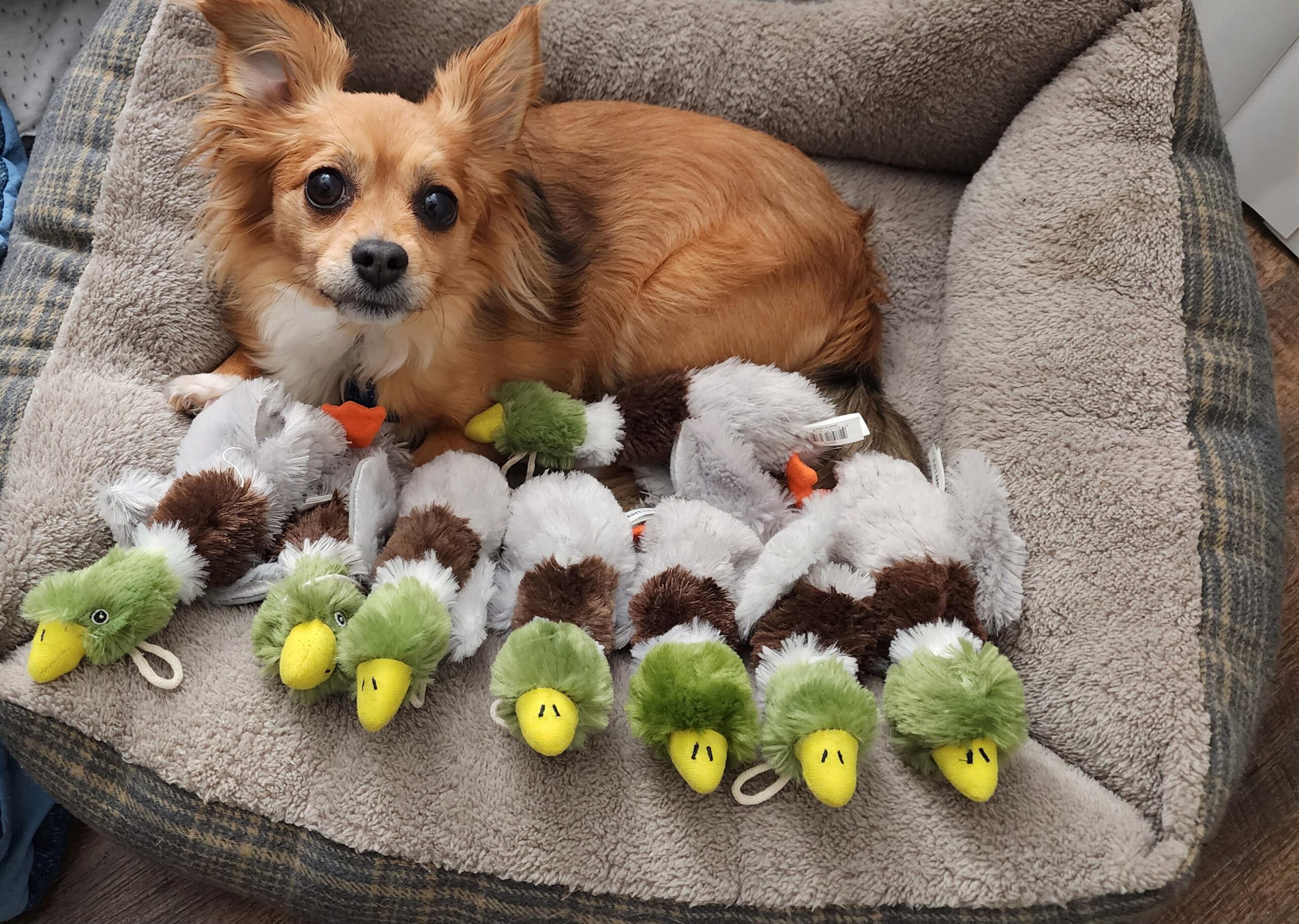 Best toys for chihuahuas showing a small chihuahua playing with appropriately sized squeaky and plush toys on the floor