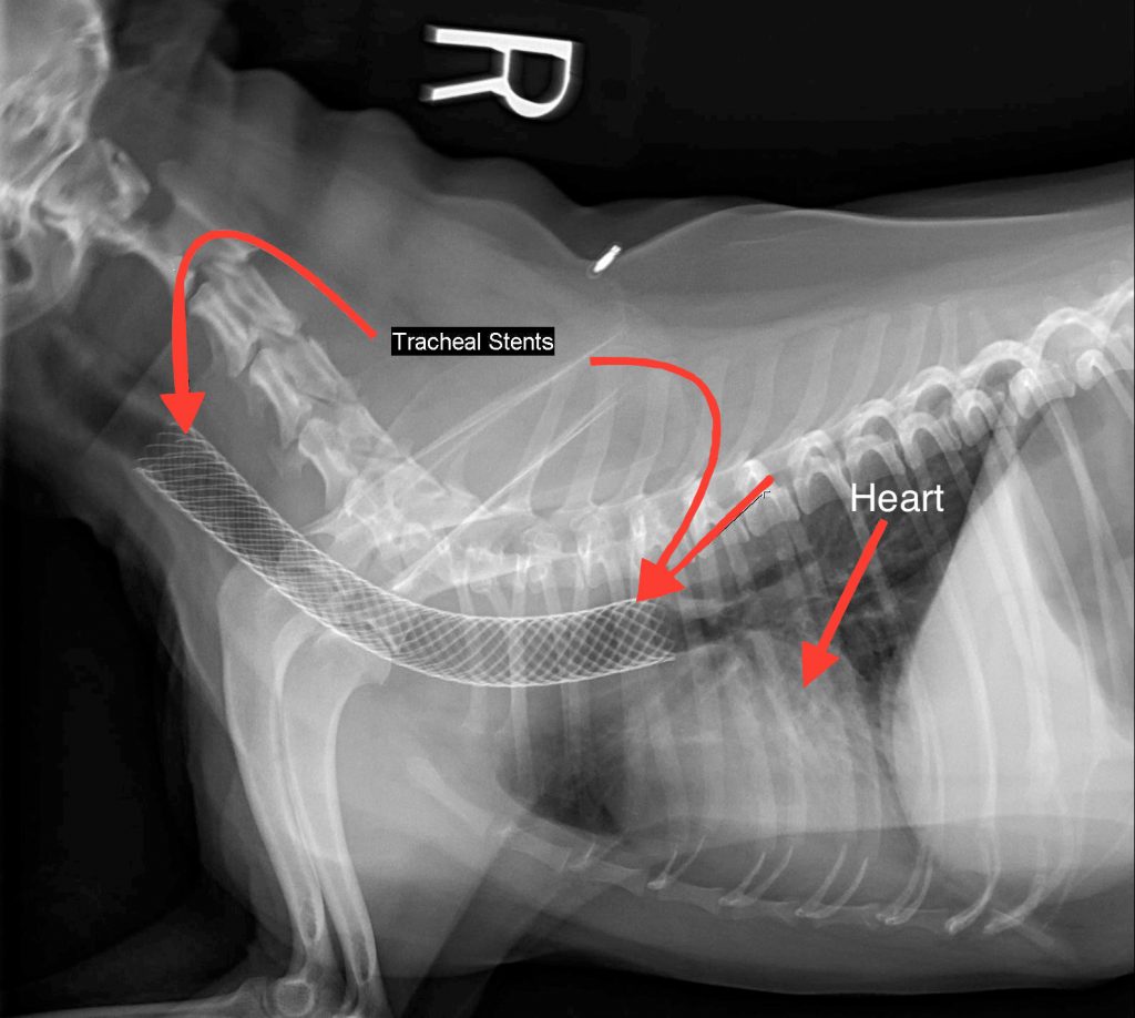 Chihuahua collapsed trachea showing a senior chihuahua wearing a harness instead of a collar to protect its fragile airway during a walk