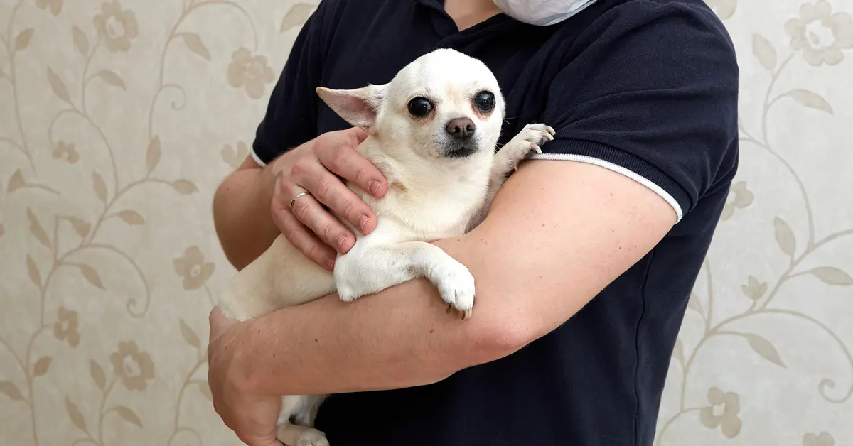 Why does my Chihuahua shake — small Chihuahua trembling and shaking wrapped in a warm blanket Michigan Chihuvas