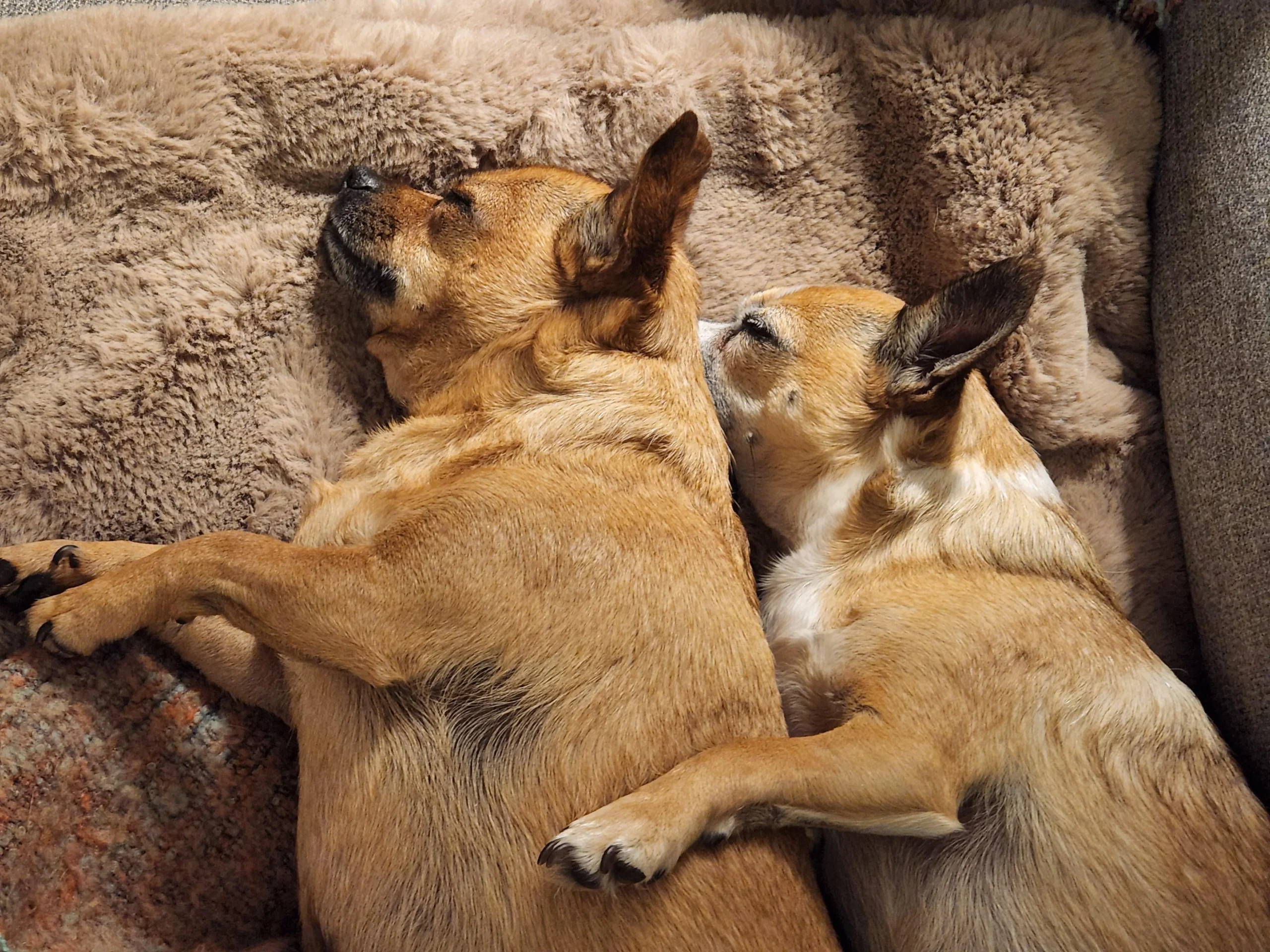 Introduce a second chihuahua showing two chihuahuas meeting calmly on neutral territory during a controlled first introduction